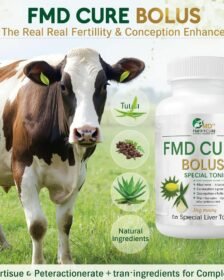 FMD CURE BOLUS
